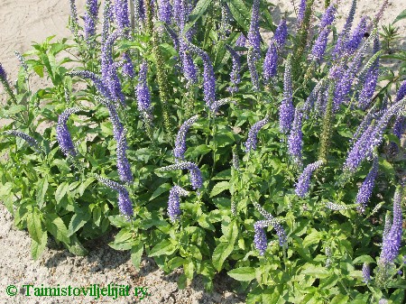 Veronica spicata, thktdyke